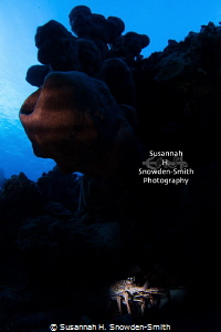 Wide Angle Snoot - Photograph #3: Third in a series of im... by Susannah H. Snowden-Smith 
